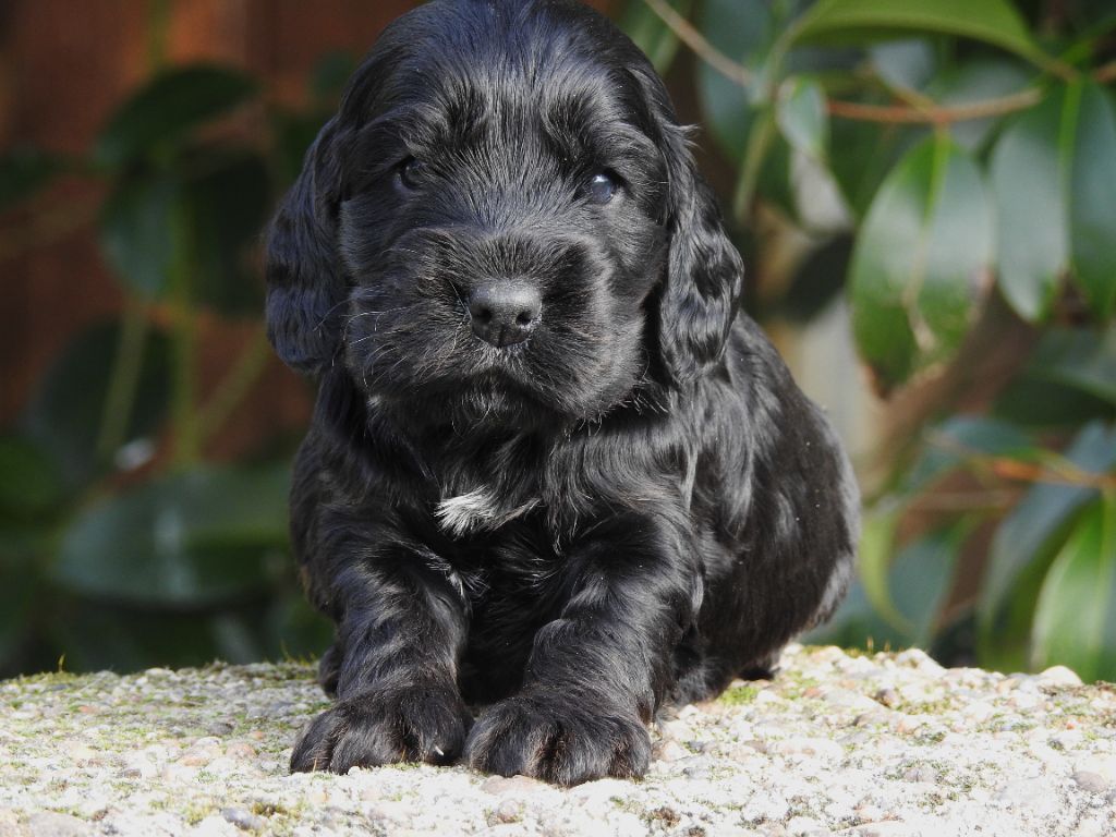 De L'étang Au Miroir - Chiot disponible  - Cocker Spaniel Anglais