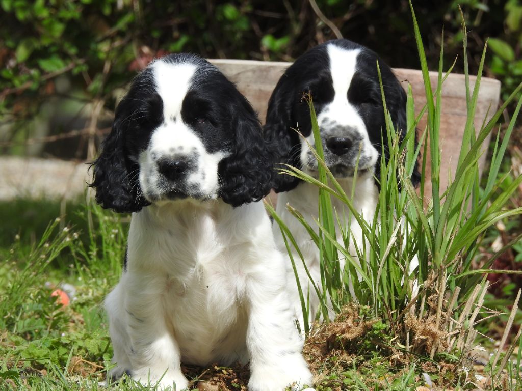 chiot Cocker Spaniel Anglais De L'étang Au Miroir