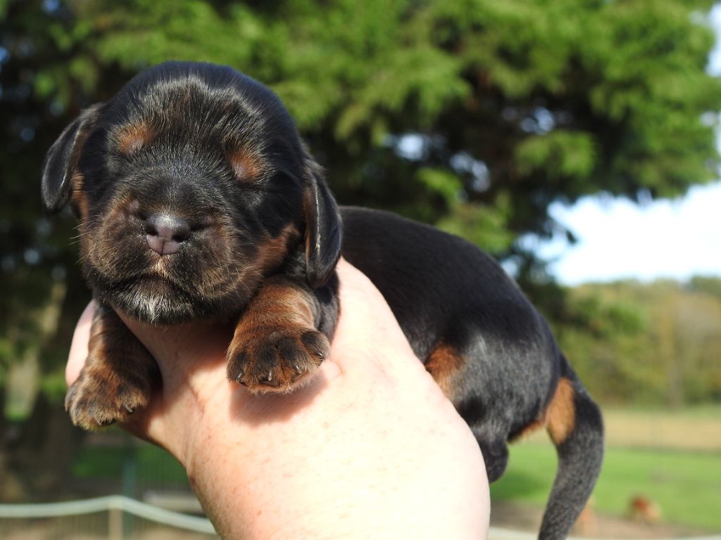 De L'étang Au Miroir - Chiot disponible  - Cocker Spaniel Anglais