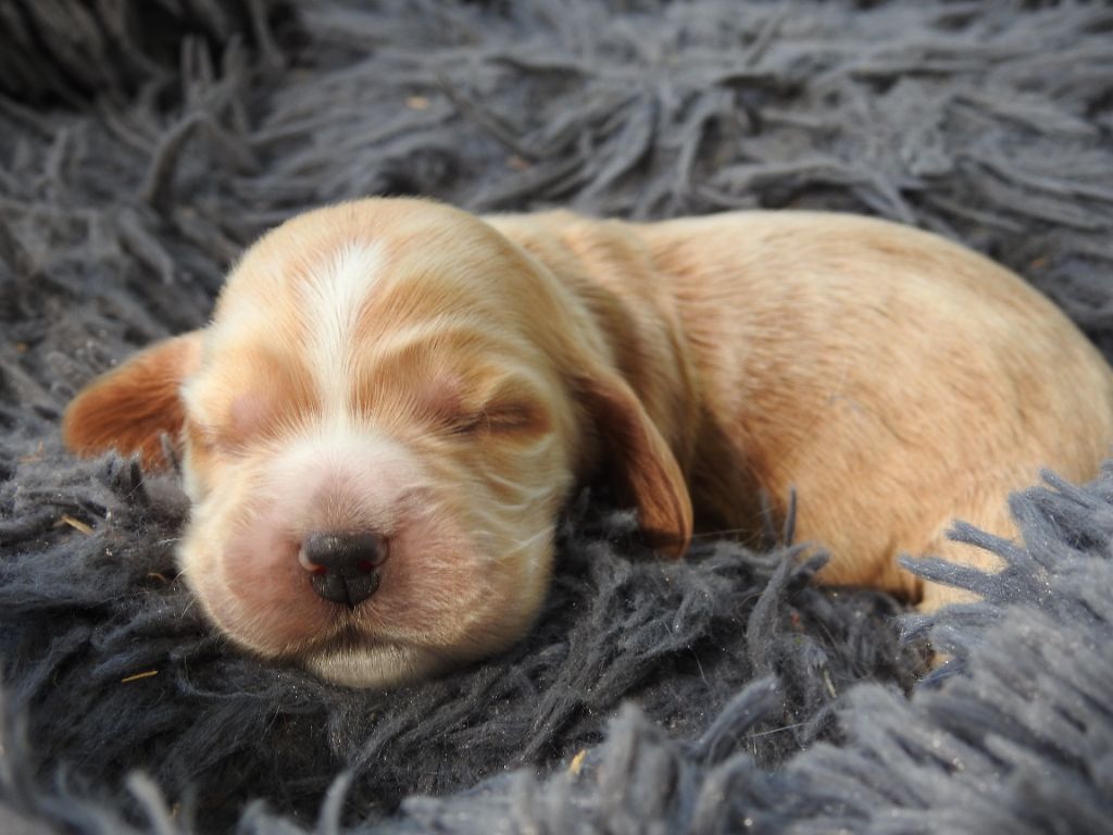 De L'étang Au Miroir - Chiot disponible  - Cocker Spaniel Anglais