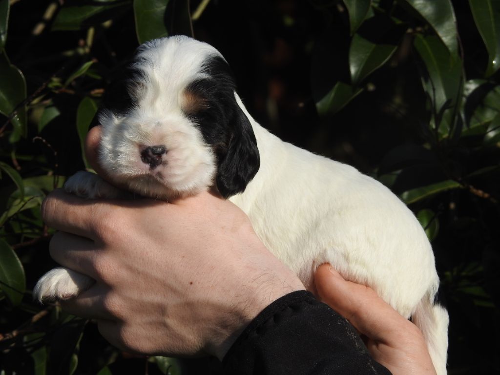 De L'étang Au Miroir - Chiot disponible  - Cocker Spaniel Anglais