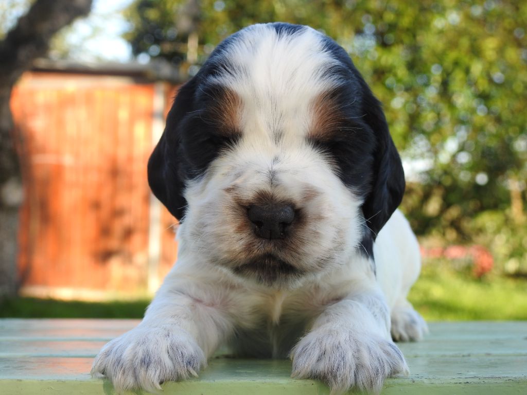 De L'étang Au Miroir - Chiot disponible  - Cocker Spaniel Anglais