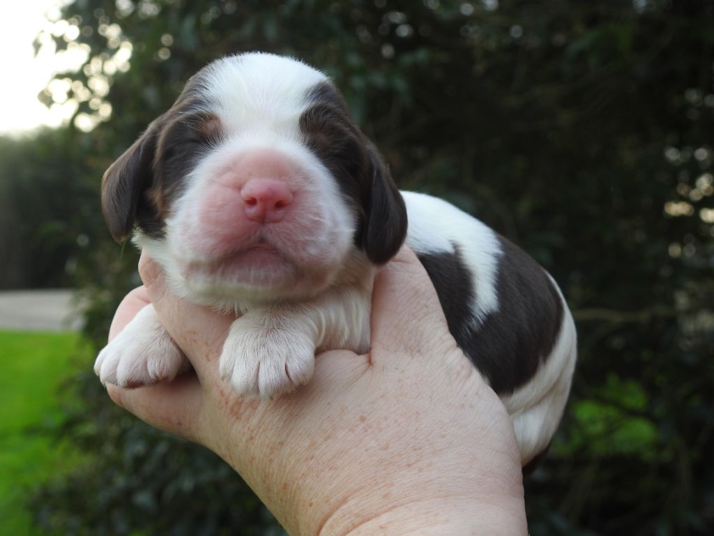 De L'étang Au Miroir - Chiot disponible  - Cocker Spaniel Anglais