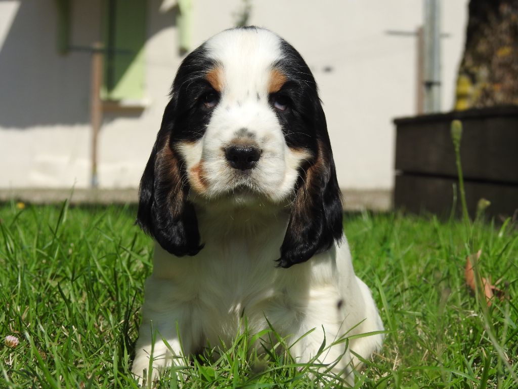 De L'étang Au Miroir - Chiot disponible  - Cocker Spaniel Anglais