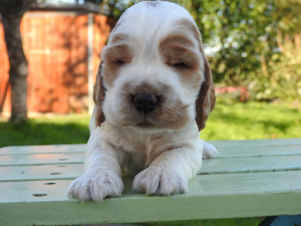 De L'étang Au Miroir - Chiot disponible  - Cocker Spaniel Anglais