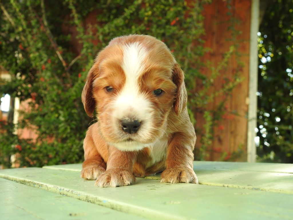 De L'étang Au Miroir - Chiot disponible  - Cocker Spaniel Anglais