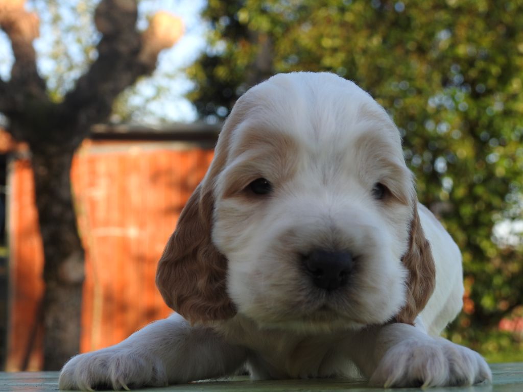 De L'étang Au Miroir - Chiot disponible  - Cocker Spaniel Anglais