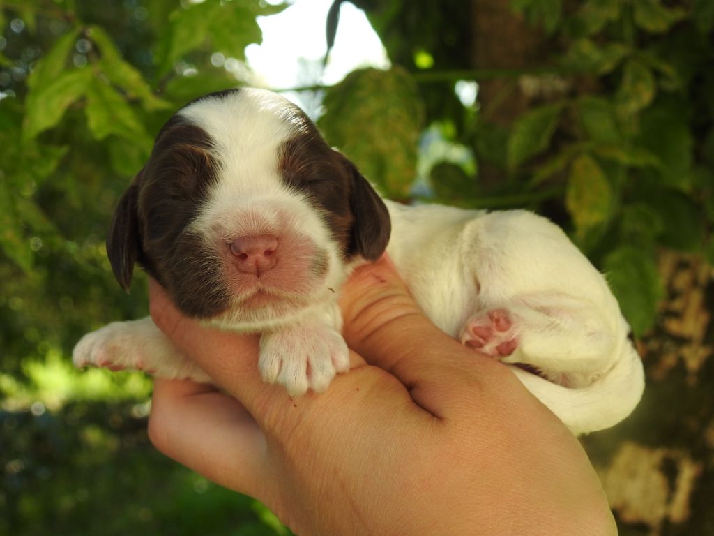 De L'étang Au Miroir - Chiot disponible  - Cocker Spaniel Anglais