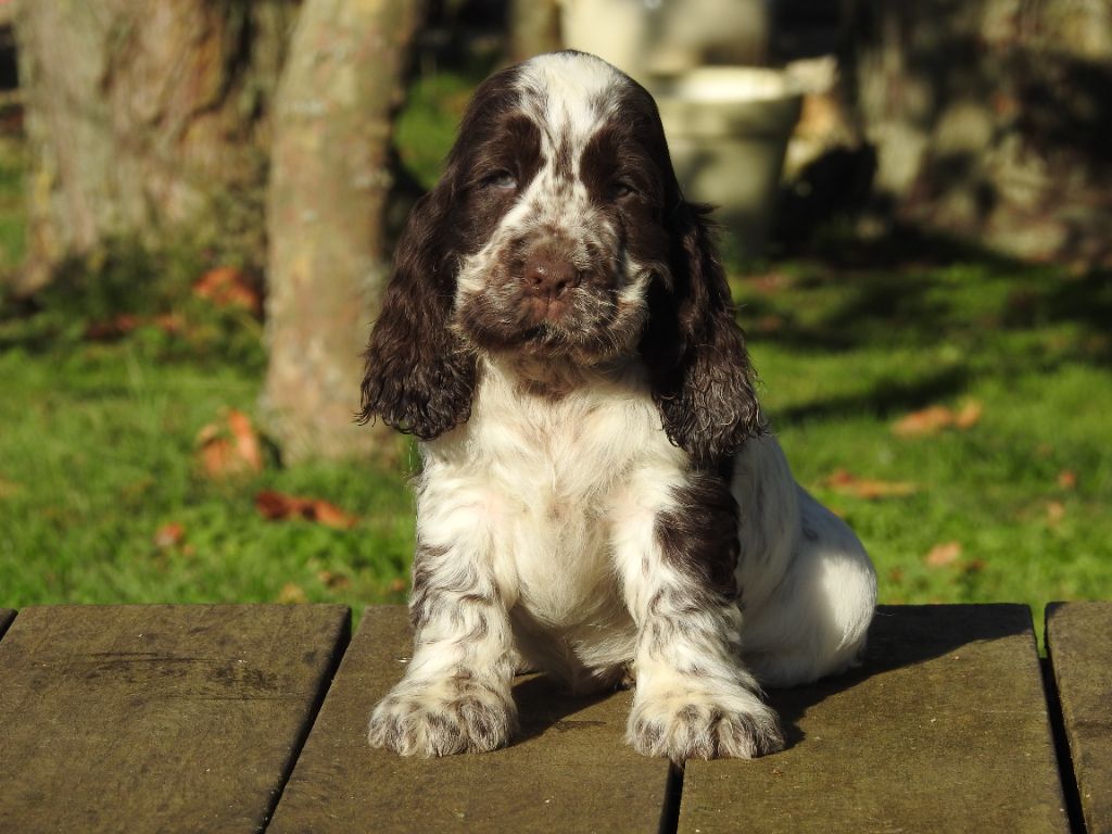 De L'étang Au Miroir - Chiot disponible  - Cocker Spaniel Anglais