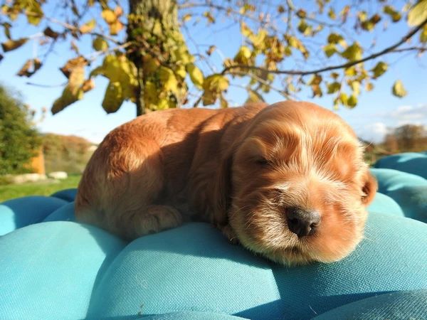 chiot Cocker Spaniel Anglais De L'étang Au Miroir