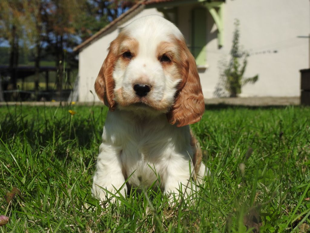 De L'étang Au Miroir - Chiot disponible  - Cocker Spaniel Anglais