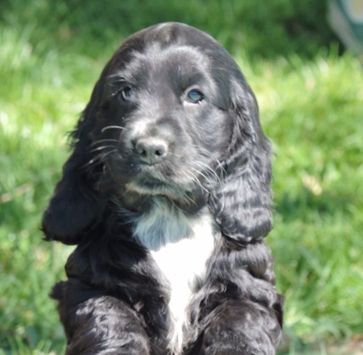 Chiot Cocker Spaniel Anglais De L'étang Au Miroir