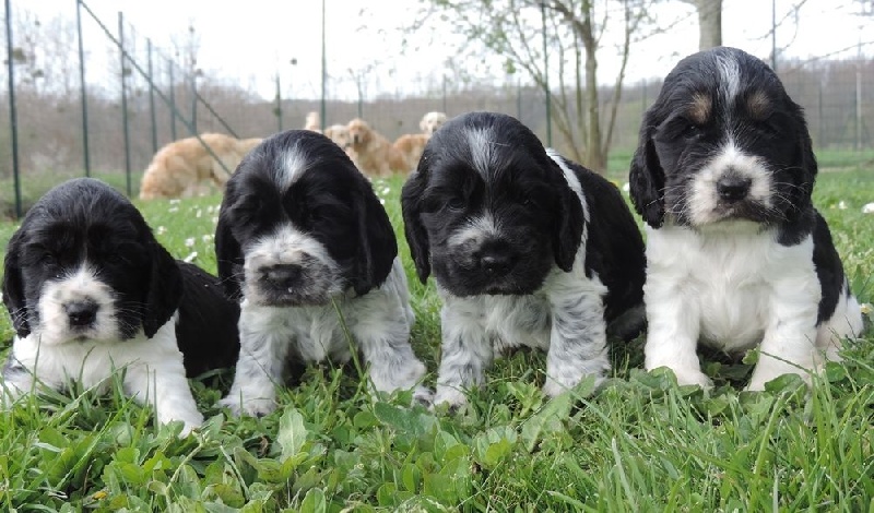 De L'étang Au Miroir - Cocker Spaniel Anglais - Portée née le 23/02/2014