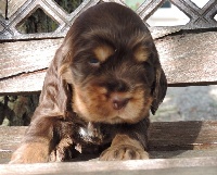 Max