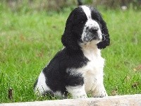 Nash