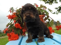 Marley