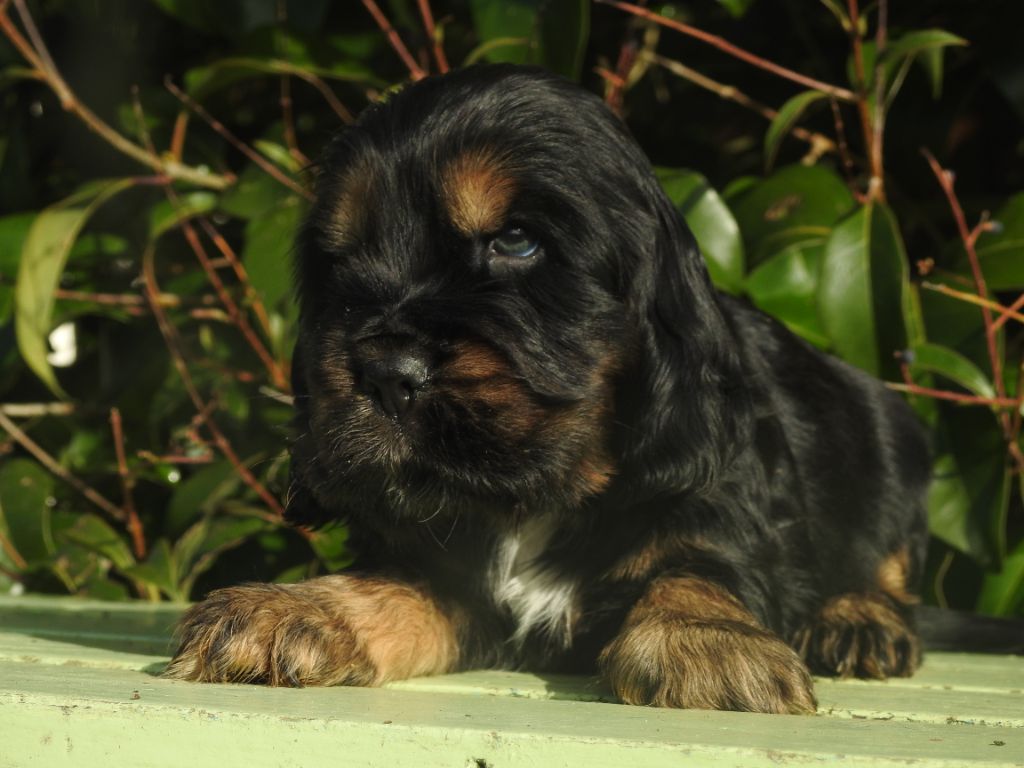 CHIOT 1