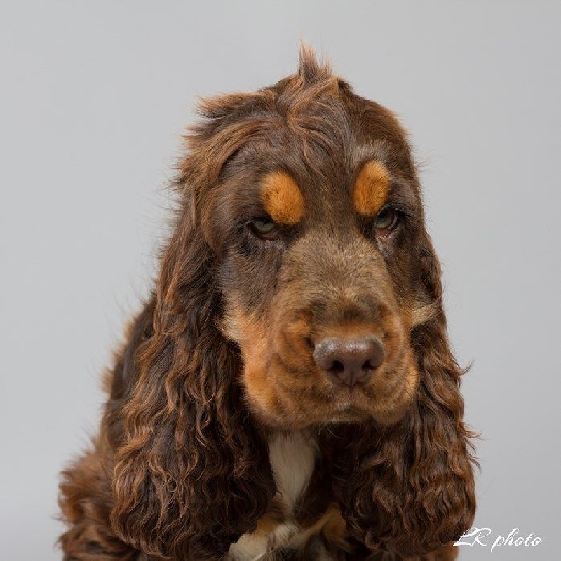 Chiot Cocker Spaniel Anglais De L'étang Au Miroir
