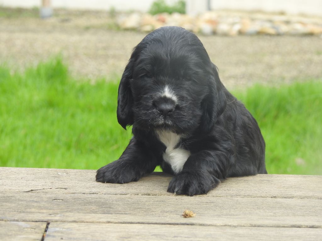 CHIOT 1